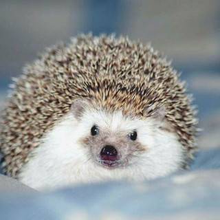 hedgehogs beauty